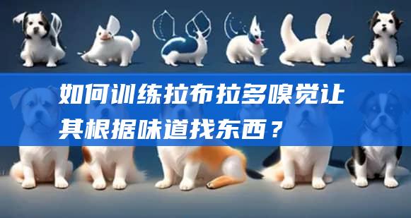 如何训练拉布拉多嗅觉让其根据味道找东西?