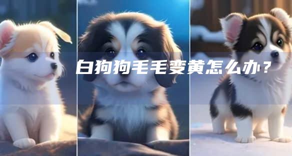 白狗狗毛毛变黄怎么办？