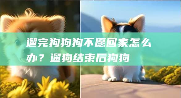 遛完狗狗狗不愿回家怎么办？遛狗结束后狗狗