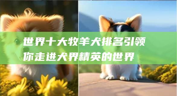 世界十大牧羊犬排名引领你走进犬界精英的世界