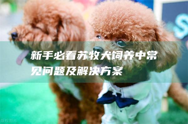 新手必看苏牧犬饲养中常见问题及解决方案