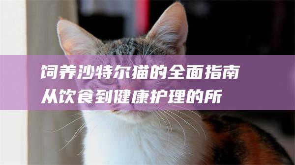 饲养沙特尔猫的全面指南从饮食到健康护理的所