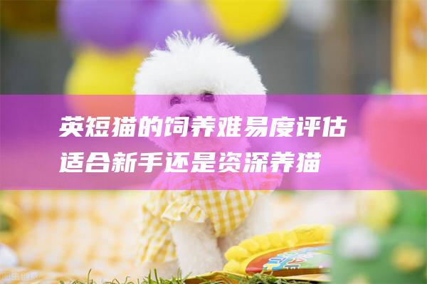 英短猫的饲养难易度评估适合新手还是资深养猫