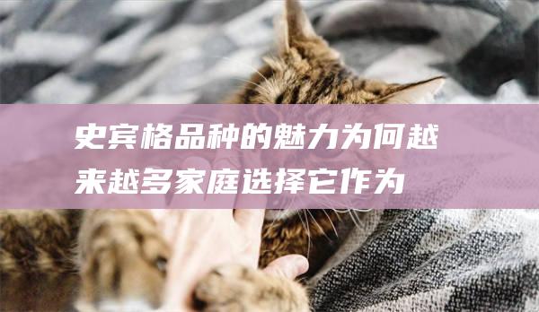 史宾格品种的魅力为何越来越多家庭选择它作为
