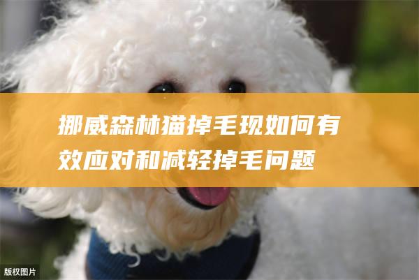 挪威森林猫掉毛现如何有效应对和减轻掉毛问题