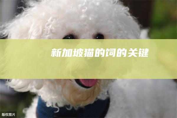新加坡猫的饲的关键