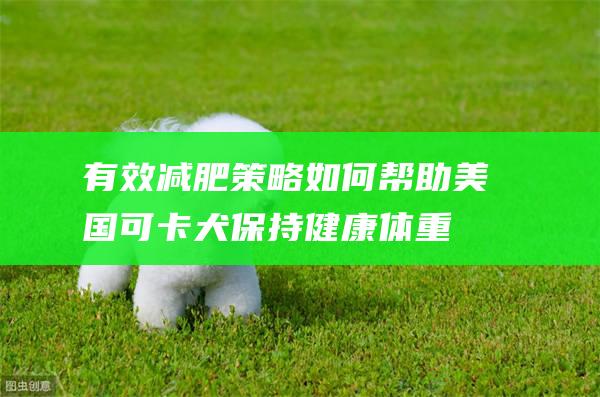 有效减肥策略如何帮助美国可卡犬保持健康体重
