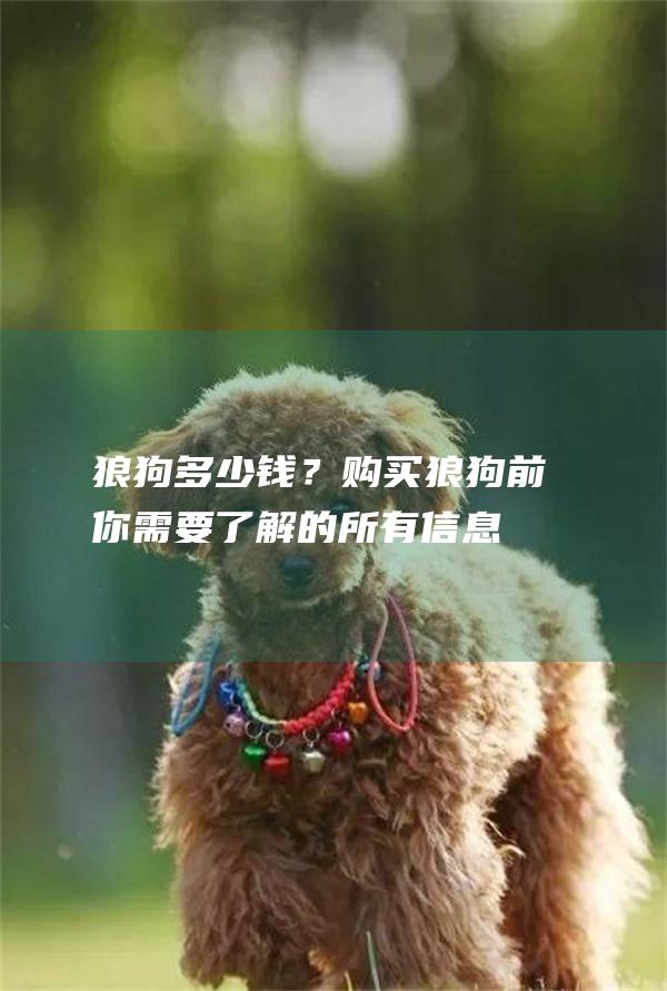 狼狗多少钱？购买狼狗前你需要了解的所有信息
