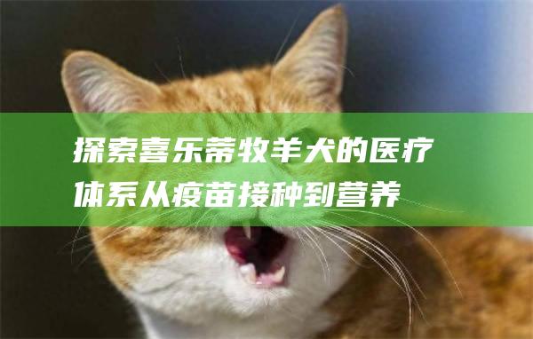 探索喜乐蒂牧羊犬的医疗体系从疫苗接种到