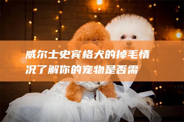 威尔士史宾格犬的掉毛情况了解你的宠物是否需