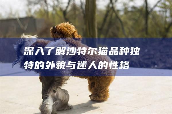 深入了解沙特尔猫品种独特的外貌与迷人的性格