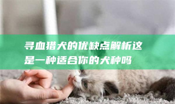 寻血猎犬的优缺点解析这是一种适合你的犬种吗
