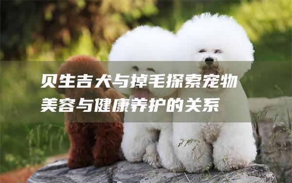 贝生吉犬与掉毛探索宠物美容与健康养护的关系
