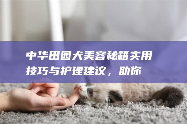 中华田园犬美容秘籍实用技巧与护理建议，助你