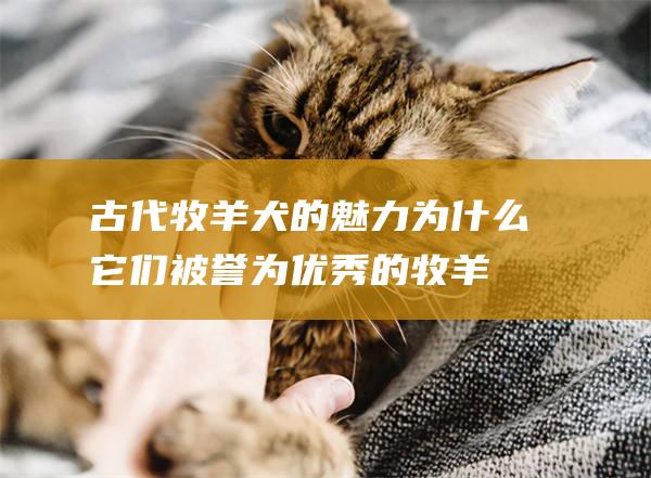古代牧羊犬的魅力为什么它们被誉为优秀的牧羊