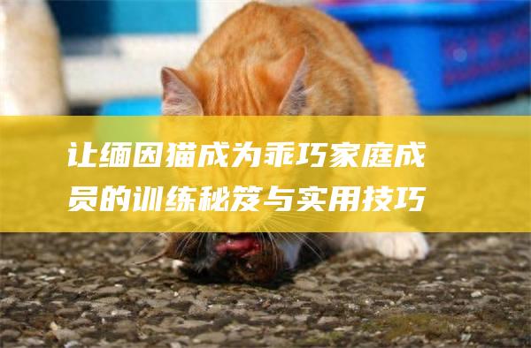 让缅因猫成为乖巧家庭成员的训练秘笈与实用技巧
