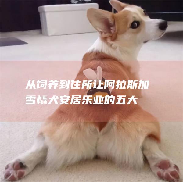 从饲养到住所让阿拉斯加雪橇犬安居乐业的五大