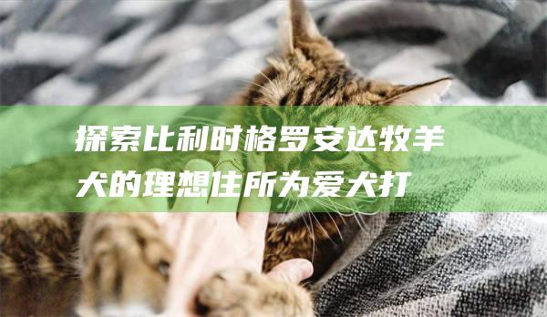 探索比利时格罗安达牧羊犬的理想住所为爱犬打