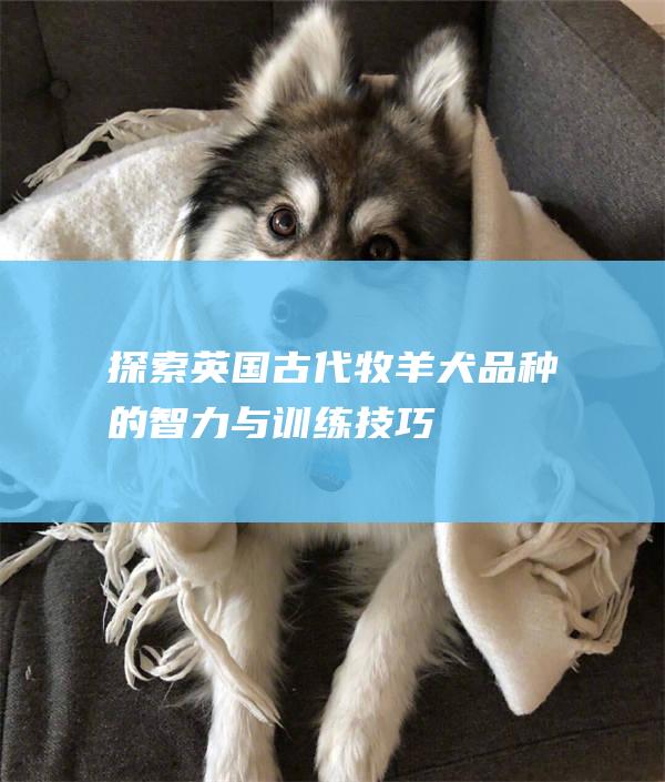 探索英国古代牧羊犬品种的智力与训练技巧