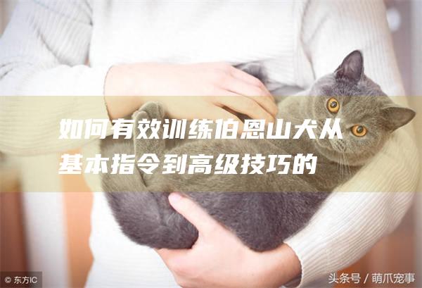 如何有效训练伯恩山犬从基本指令到高级技巧的