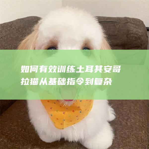 如何有效训练土耳其安哥拉猫从基础指令到复杂