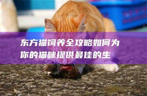 东方猫饲养全攻略如何为你的猫咪提供最佳的生