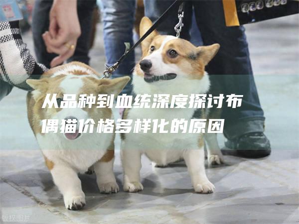 从品种到深度探讨布偶猫价格多样化的原因