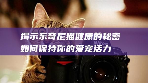 揭示东奇尼猫健康的秘密如何保持你的爱宠活力