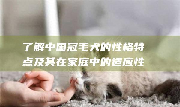 了解中国冠毛犬的性格特点及其在家庭中的适应性