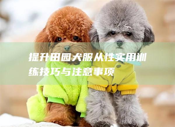 提升田园犬服从性实用训练技巧与注意事项