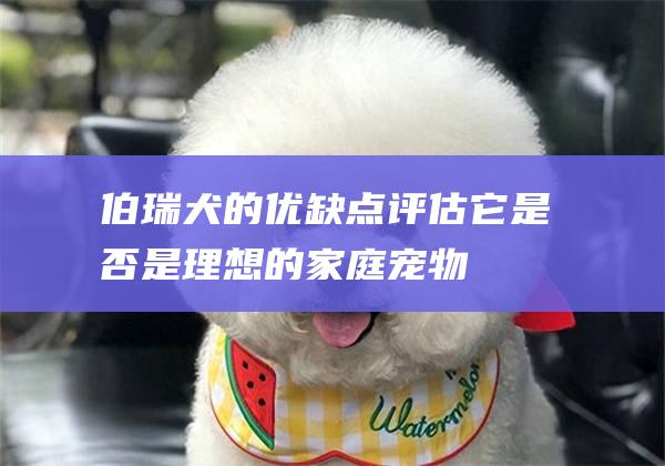 伯瑞犬的优缺点评估它是否是理想的家庭宠物