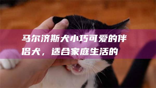 马尔济斯犬小巧可爱的伴侣犬，适合家庭生活的
