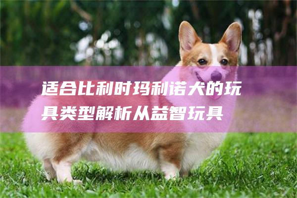 适合比利时玛利诺犬的玩具类型解析从益智玩具