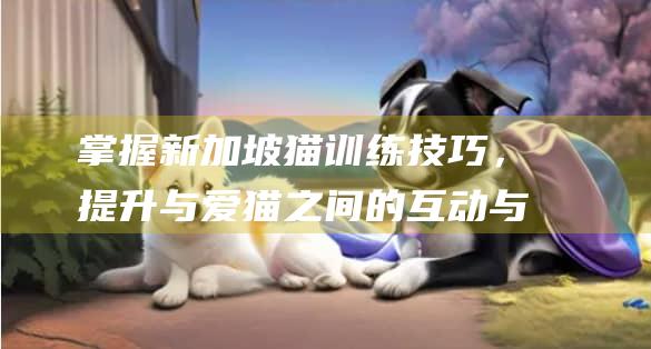 掌握新加坡猫训练技巧，提升与爱猫之间的互动与
