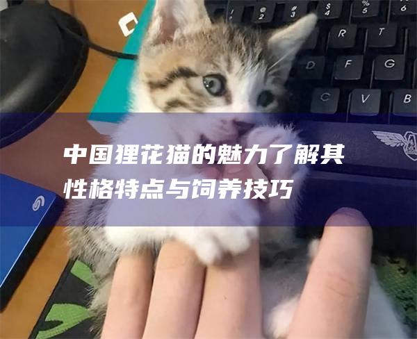 中国狸花猫的魅力了解其性格特点与饲养技巧