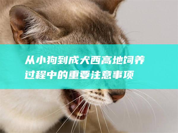 从小狗到成犬西高地饲养过程中的重要注意事项