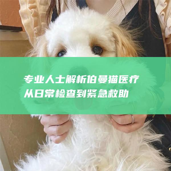 专业人士解析伯曼猫医疗从日常检查到紧急救助