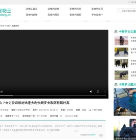 猎犬养什么？全方位详细对比意大利卡斯罗犬和阿根廷杜高