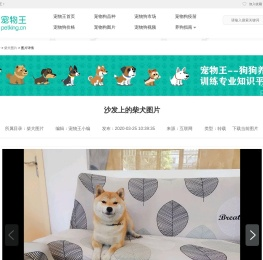 沙发上的柴犬图片