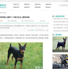 小鹿犬怎样训练上厕所？小鹿犬定点上厕所训练