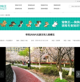 带两岁的约克夏安琪儿看樱花