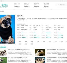 巴哥犬训练教程