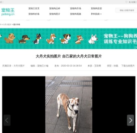 大丹犬实拍图片
