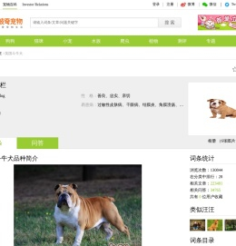 英国斗牛犬价格