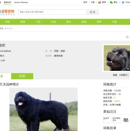 纽芬兰犬价格