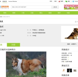 苏格兰牧羊犬价格